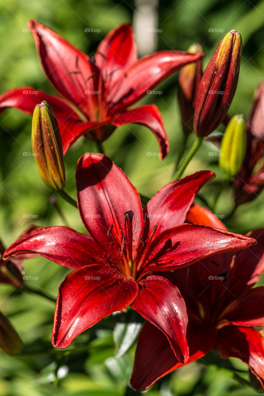 Elevated view of red lily