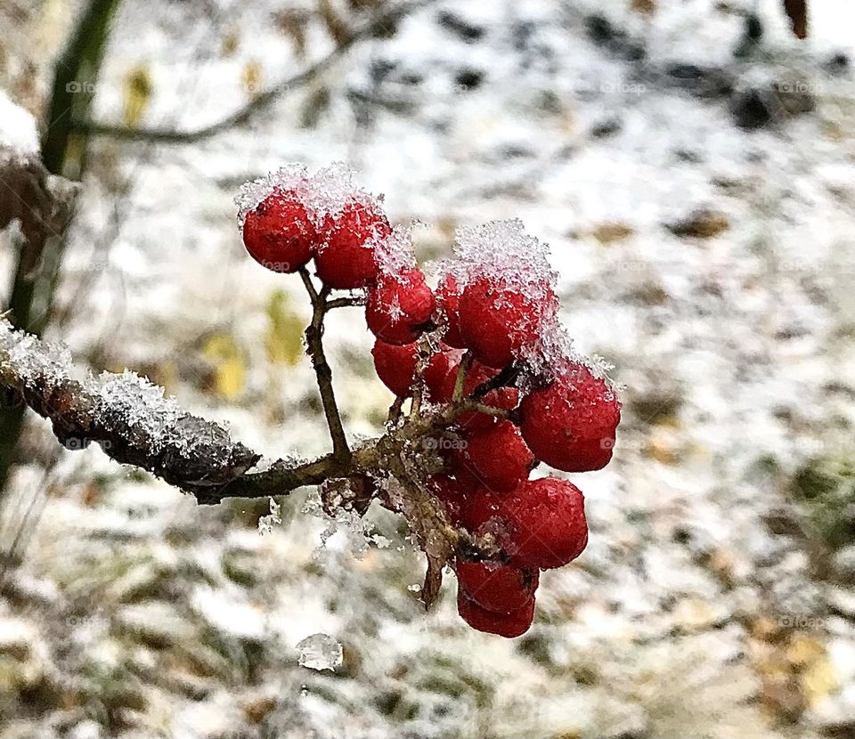 Berries in snow