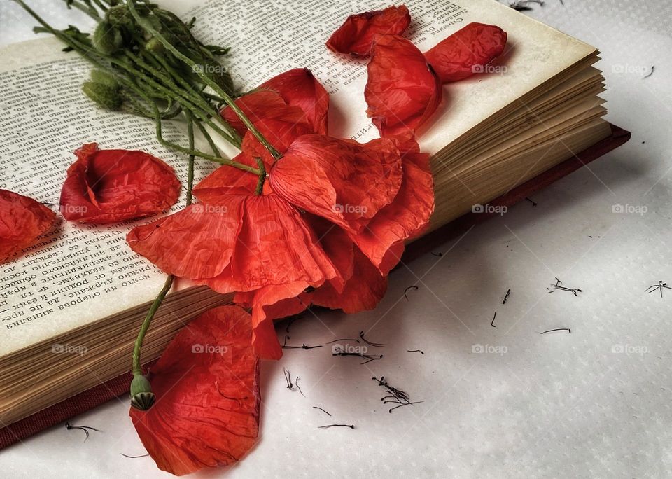 Poppies on the open book 