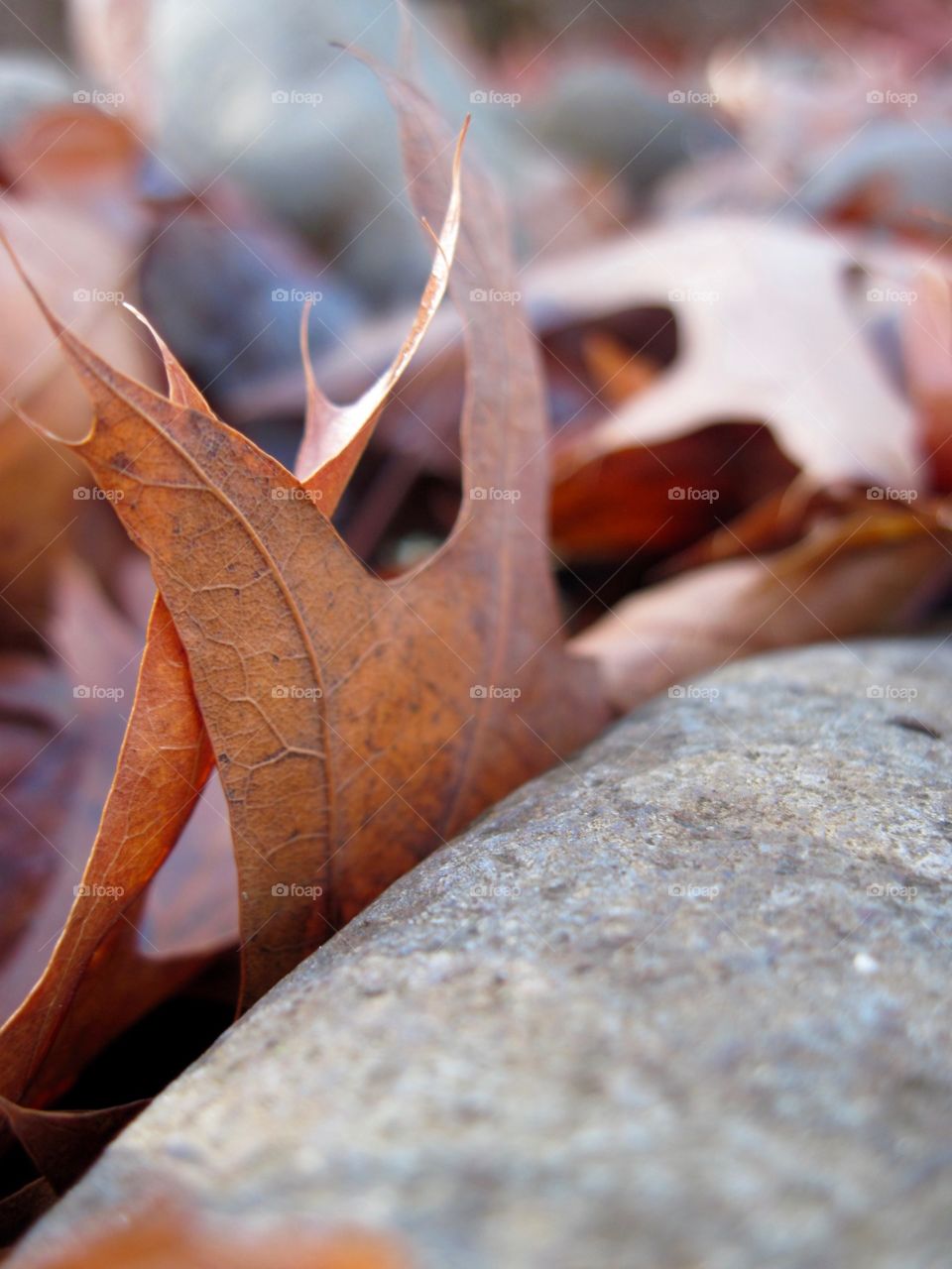 Fall leaf and grey stone