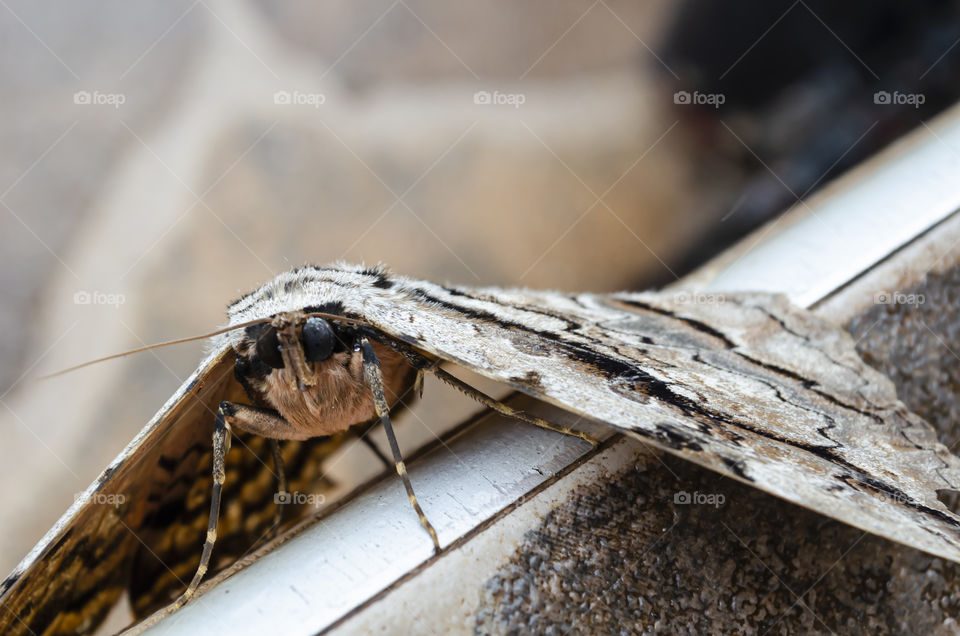 Eyes Of Thysania Zanobia (Owl Moth)