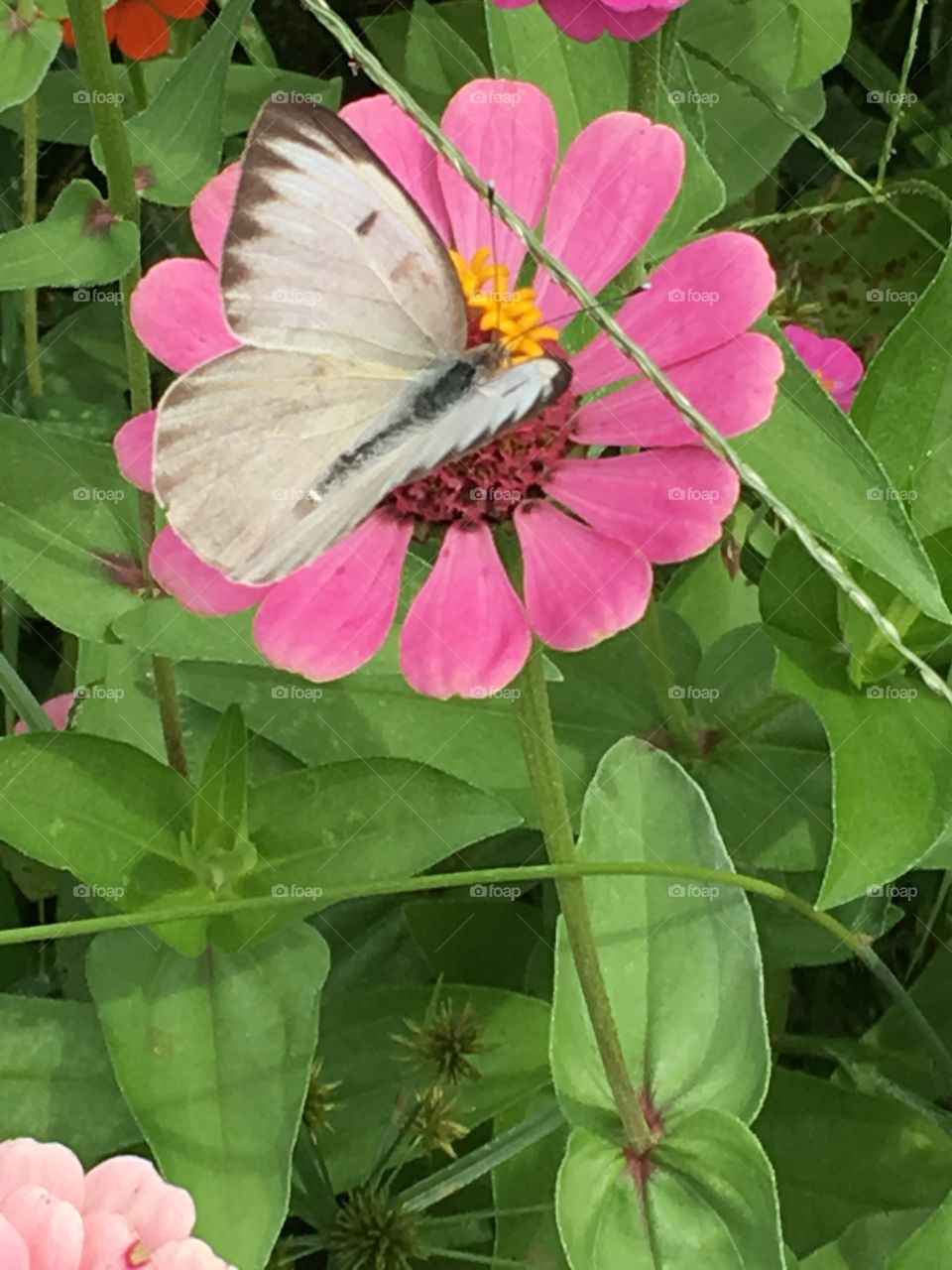 Flower and butterfly 