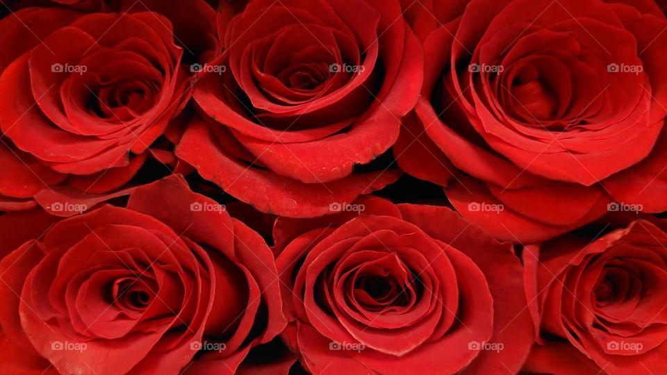 Red roses 🌹🌹🌹🌹