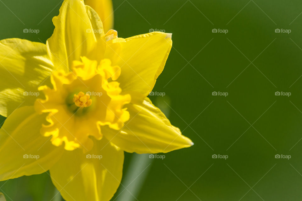 Blooming Daffodil in Spring