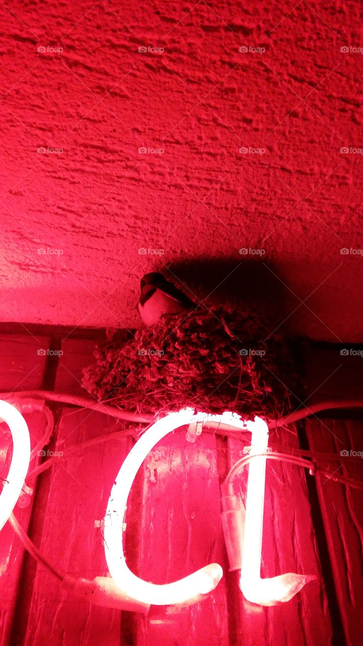 bird in her nest