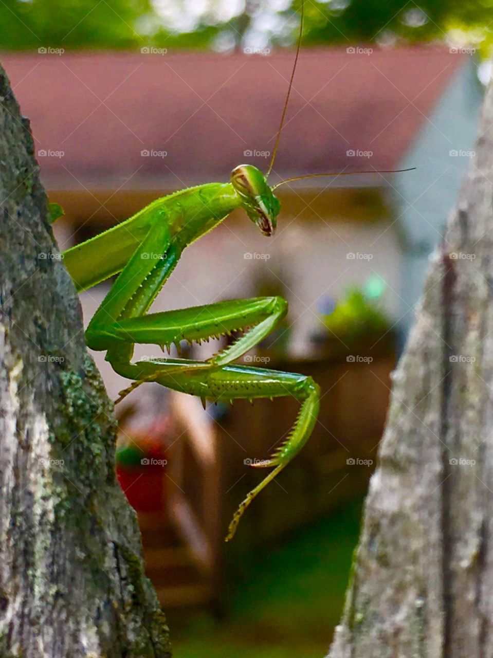 Preying mantis