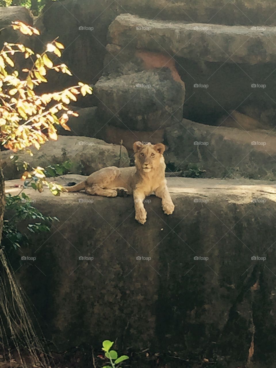 Lioness. Lion on rock