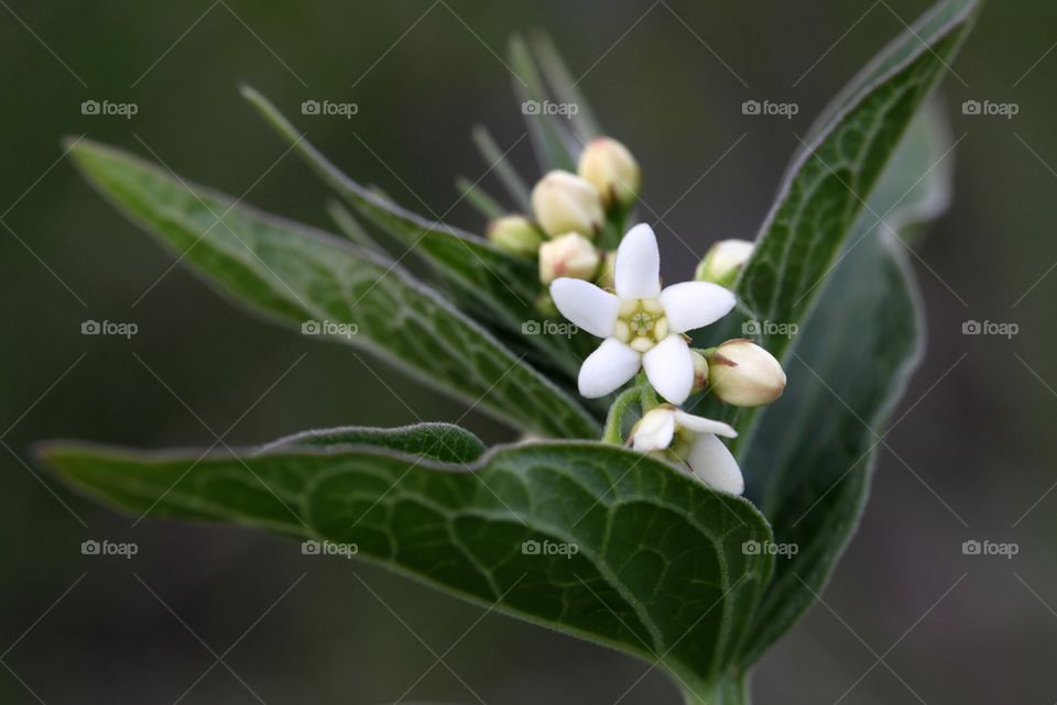 Close-up of white flower