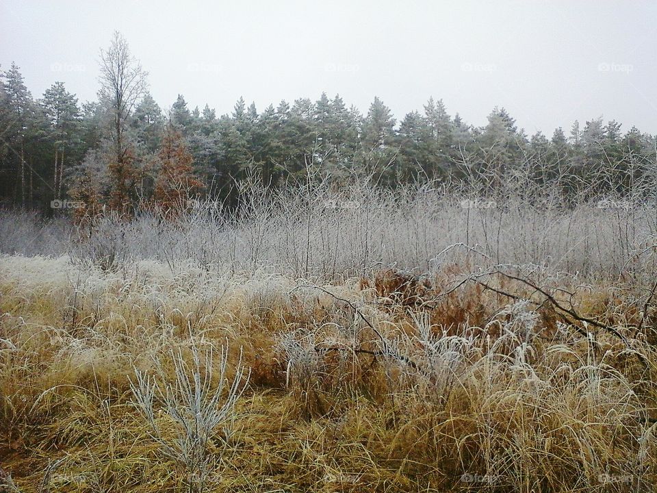 View of forest