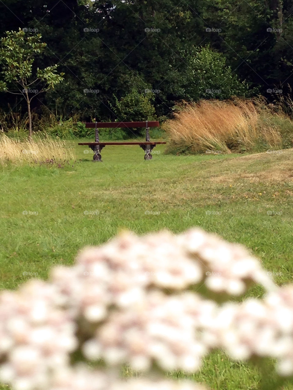 One bench between various vegetation shooted full length