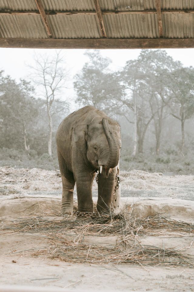 Elephant breeding center, Chitwan Nepal 🇳🇵