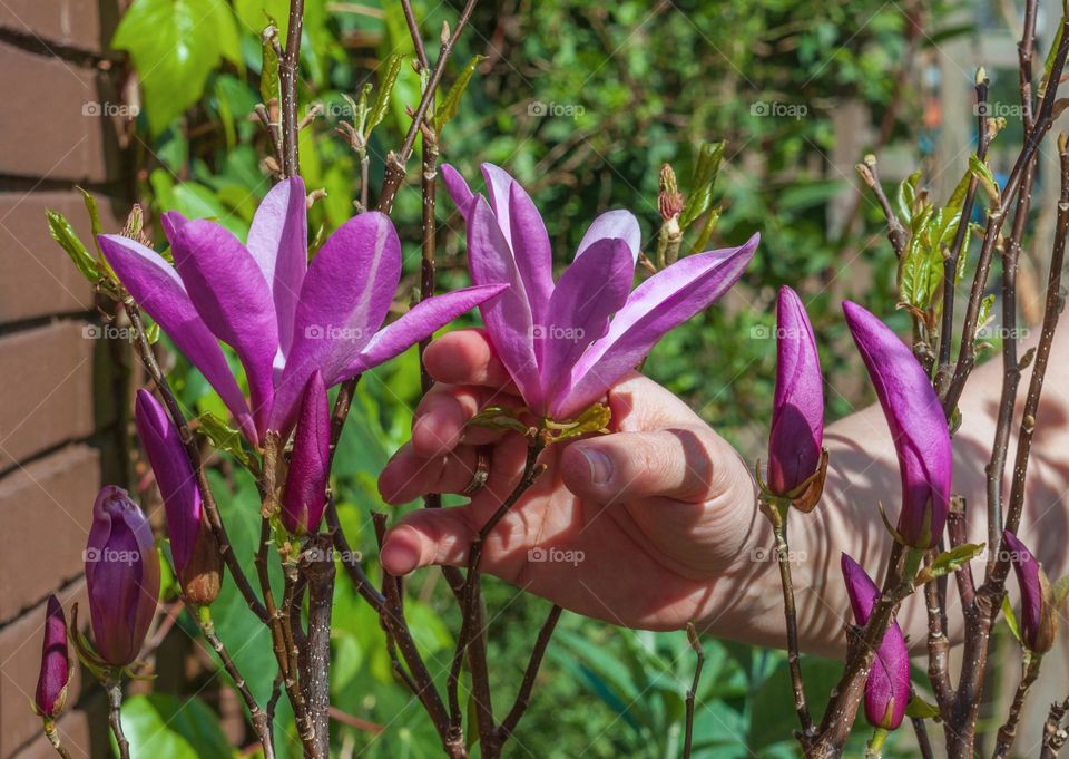 Purple Magnolia Liliiflora known as Nigra.