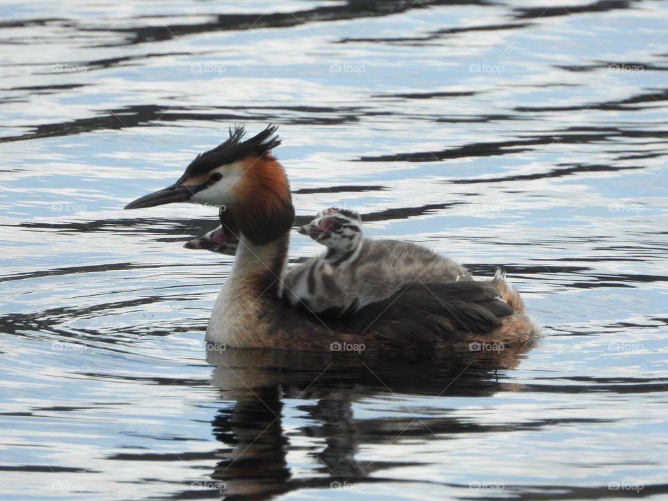 A grebe with its young 