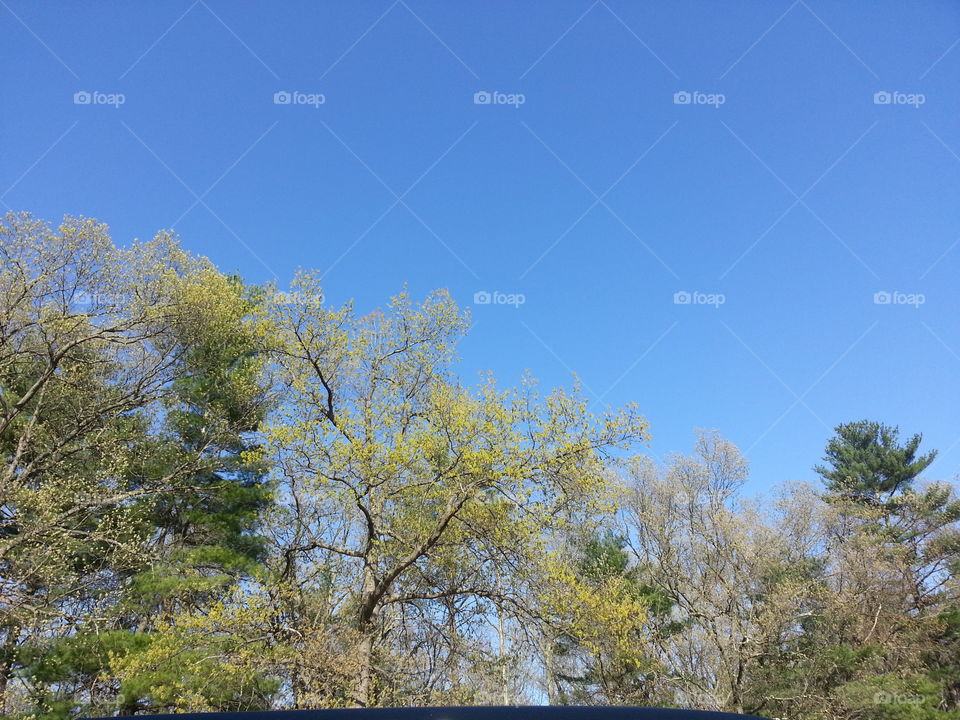 treetops blue sky