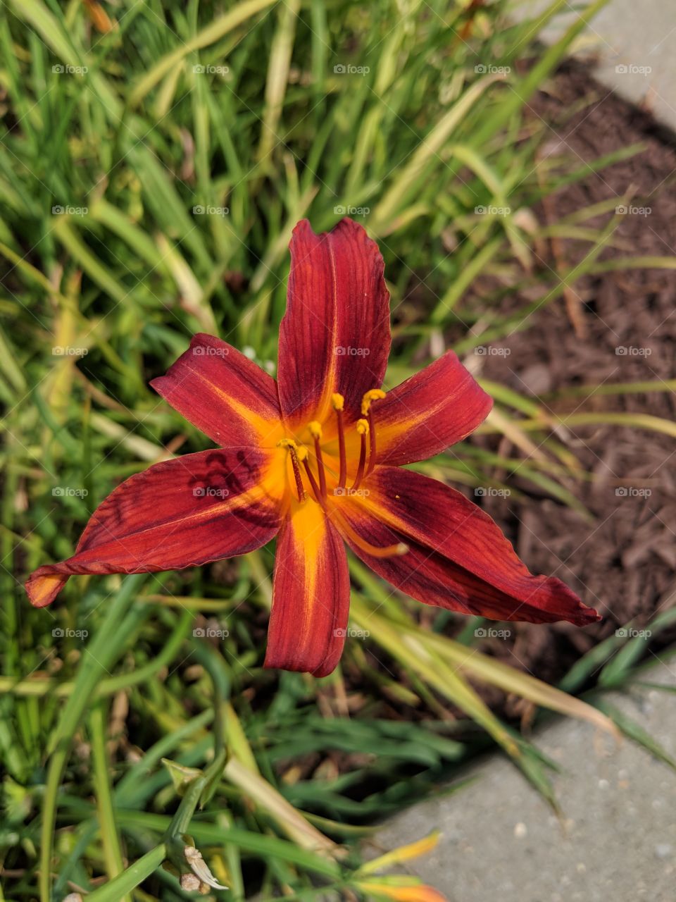 Closeup with the Google Pixel 2XL unedited