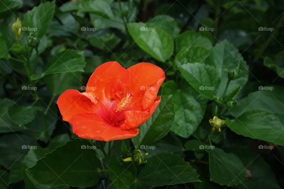 portrait of a flowers