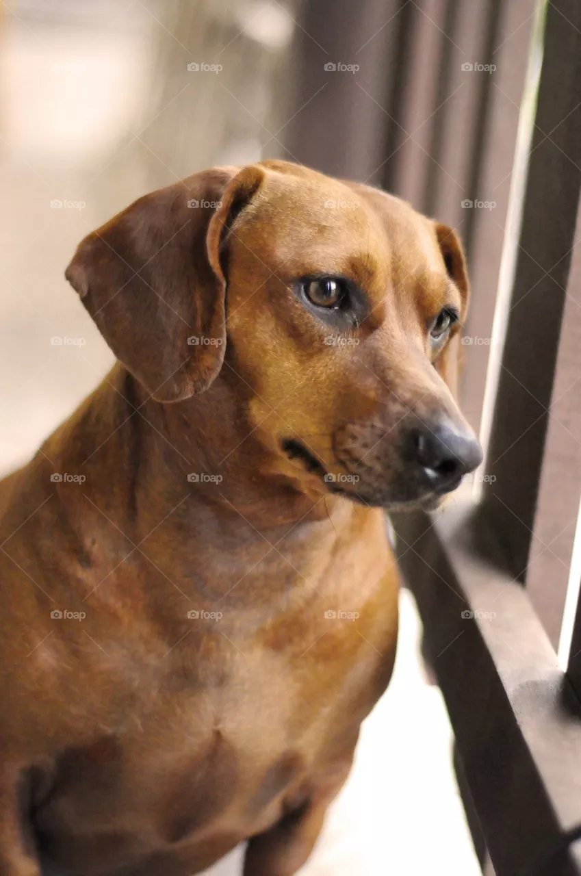 Sad dog