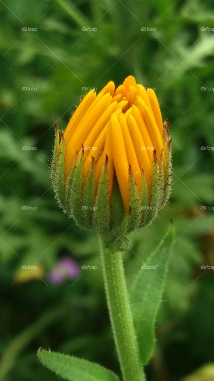 calendula blossom close-up