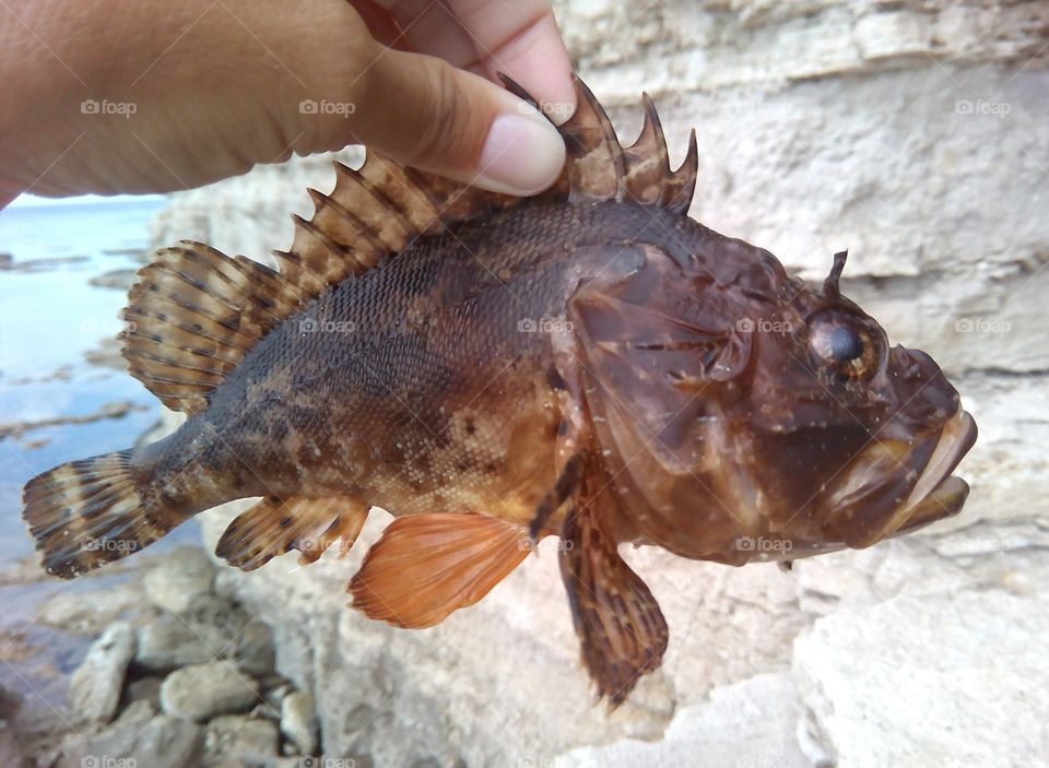 sea fish in hand