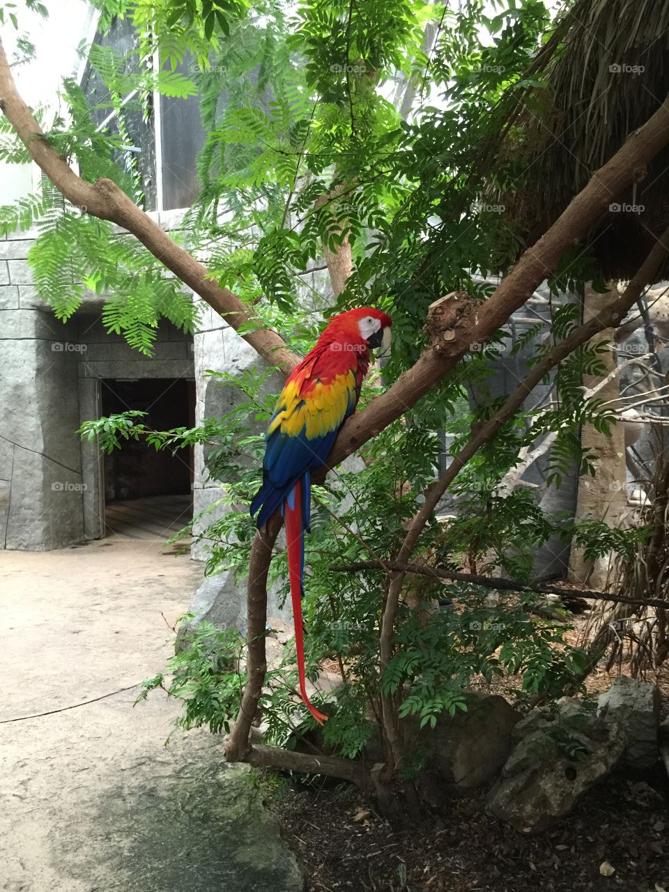 Macaw parrot
