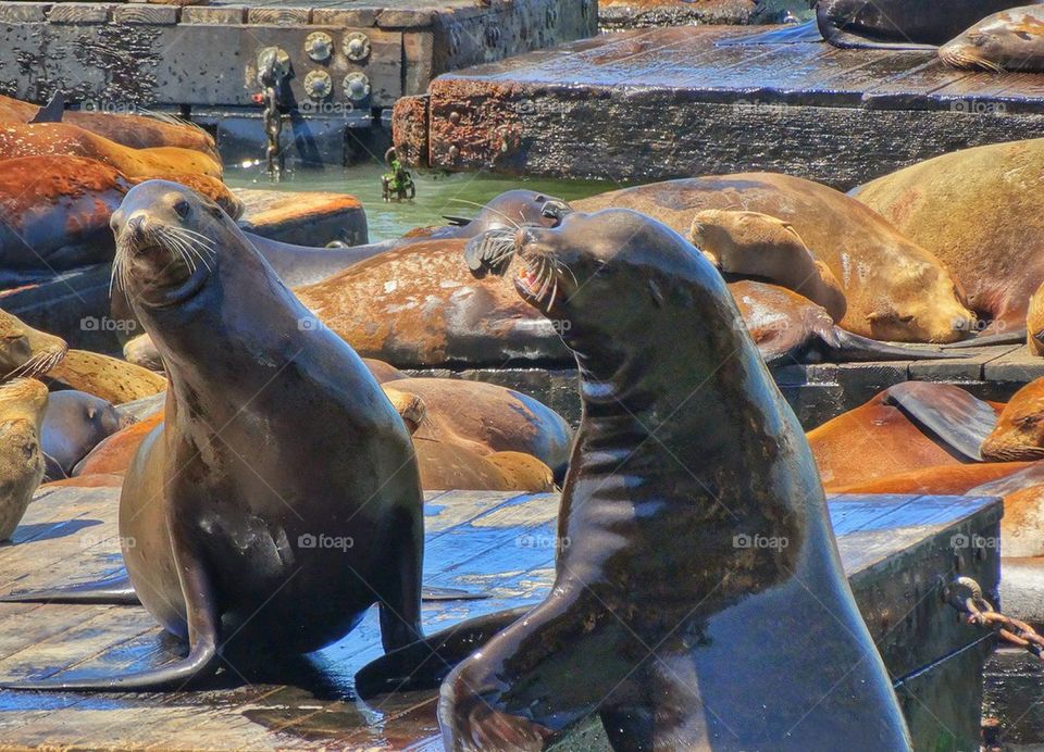 Seals in San Francisco