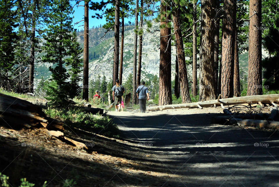 Hikers walking in forest