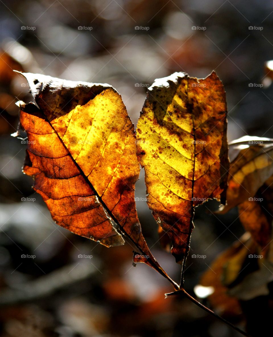 autumn leaves.