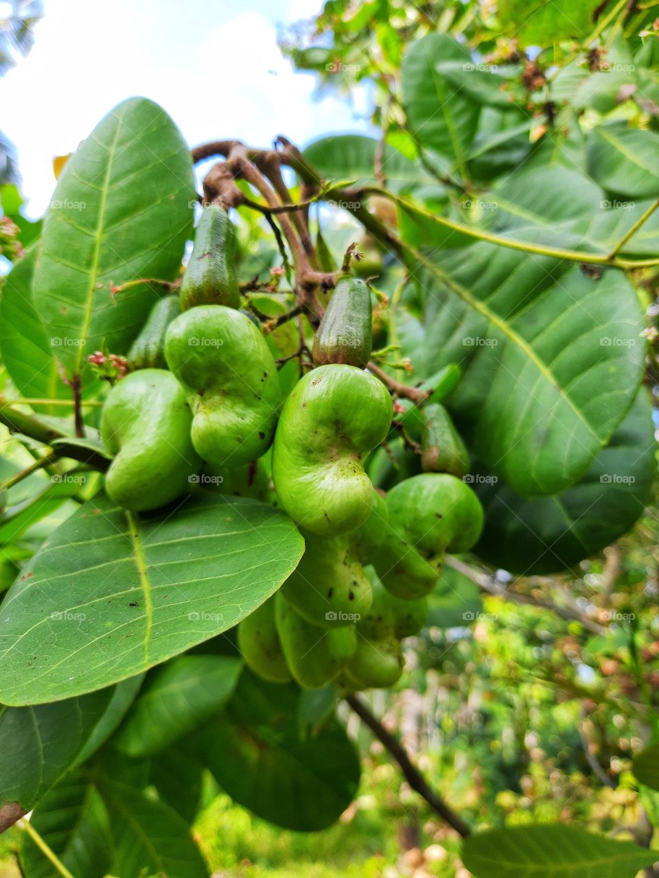 A beautiful Green Nature