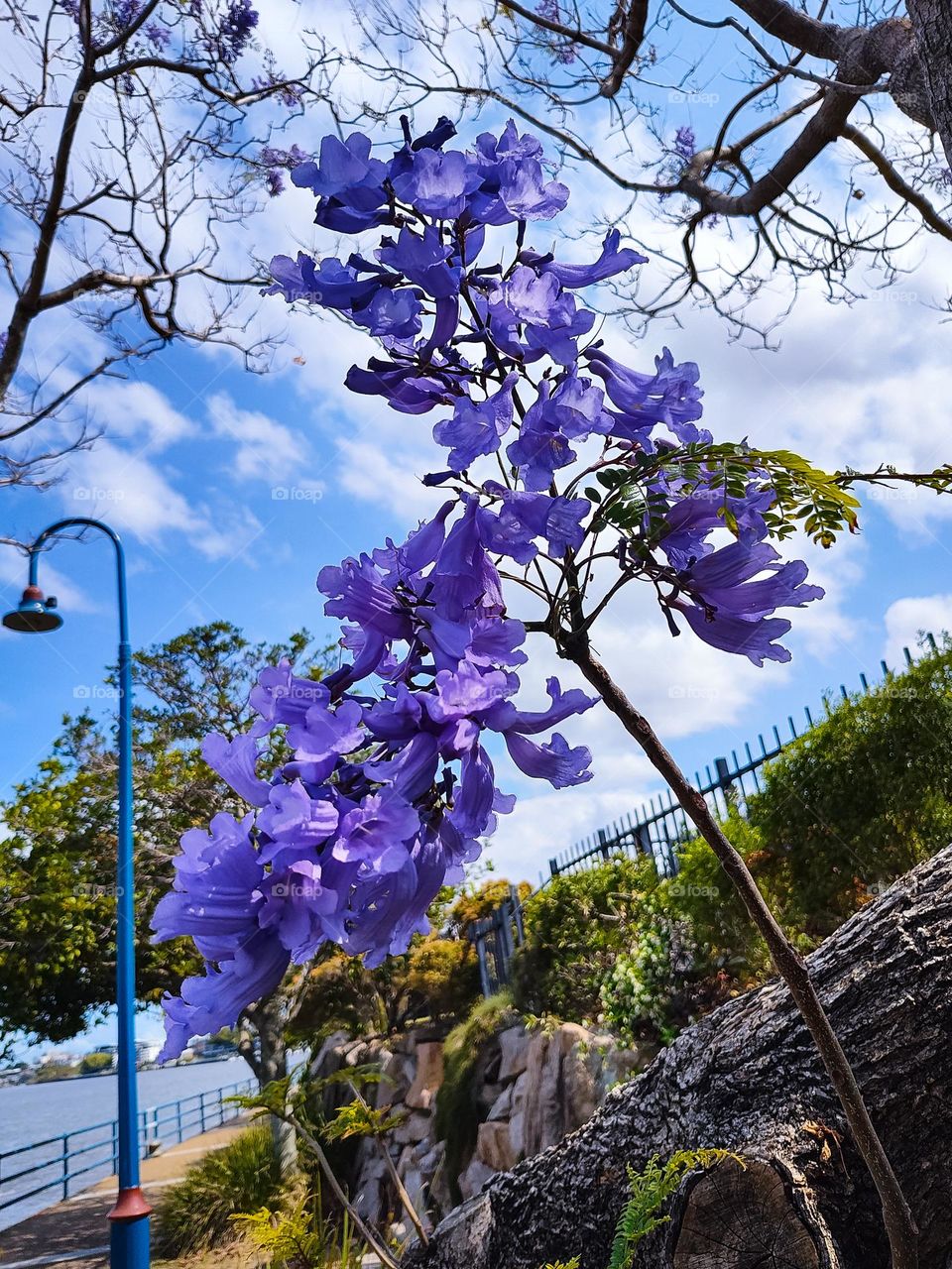 Jacaranda tree blossom by the river in Brisbane Australia