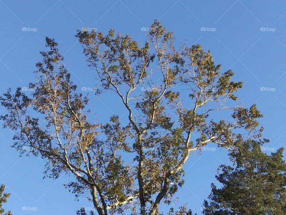 afternoon light on a tree