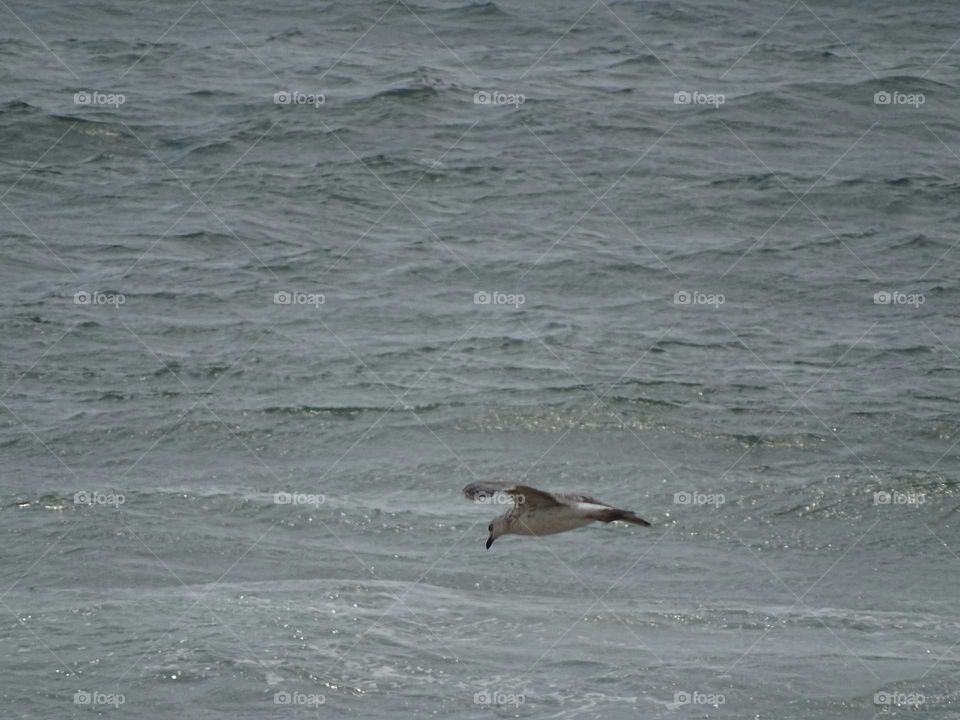 Seagull