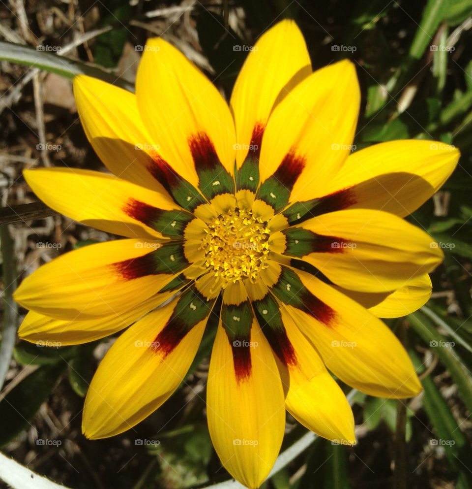 yellow flower daisy by gdyiudt