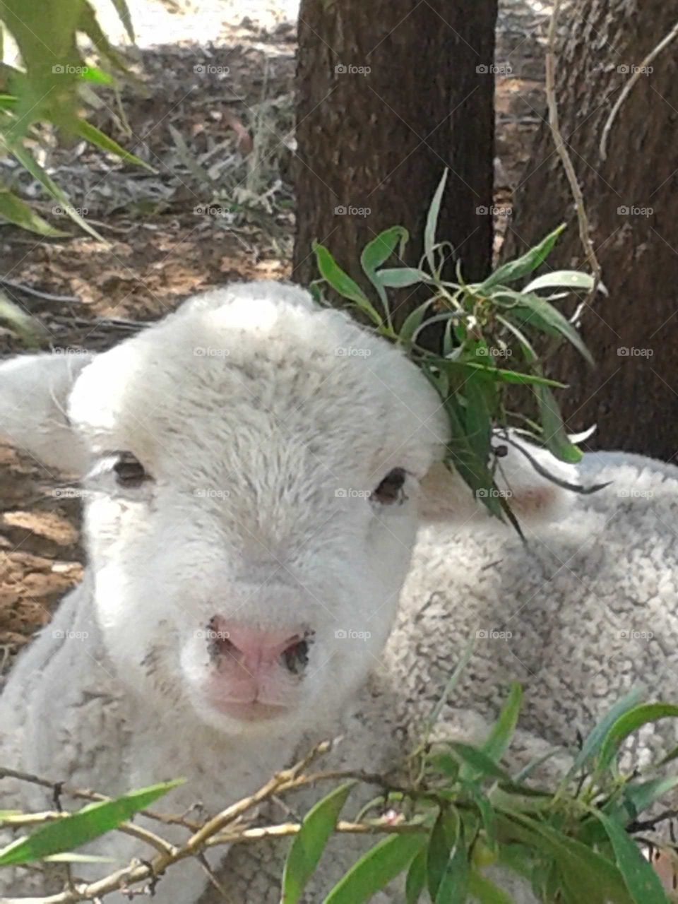 Baby lamb