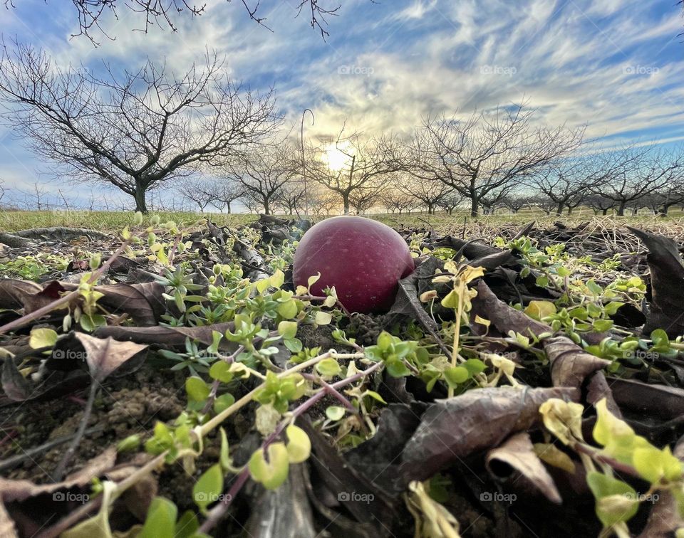 Apple orchard in the winter