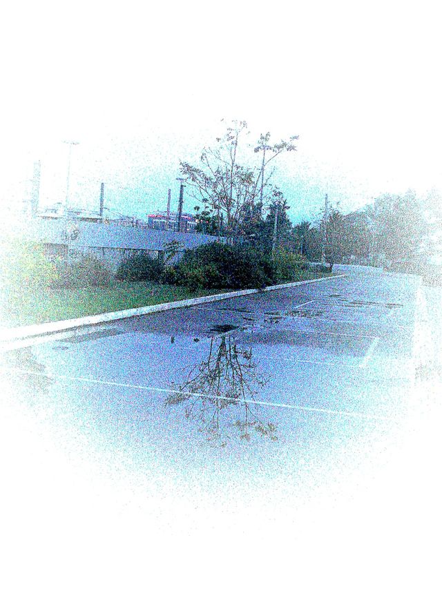 trees