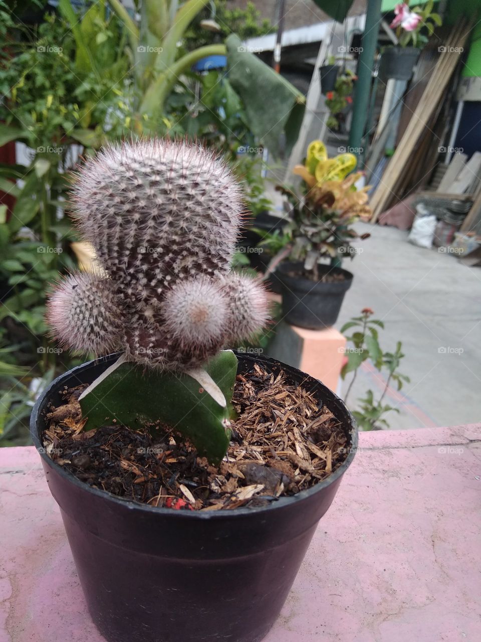 Small Cactus..