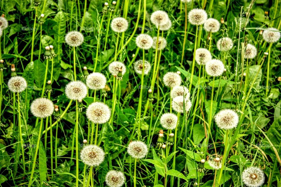 Flora, Nature, Grass, Summer, Flower