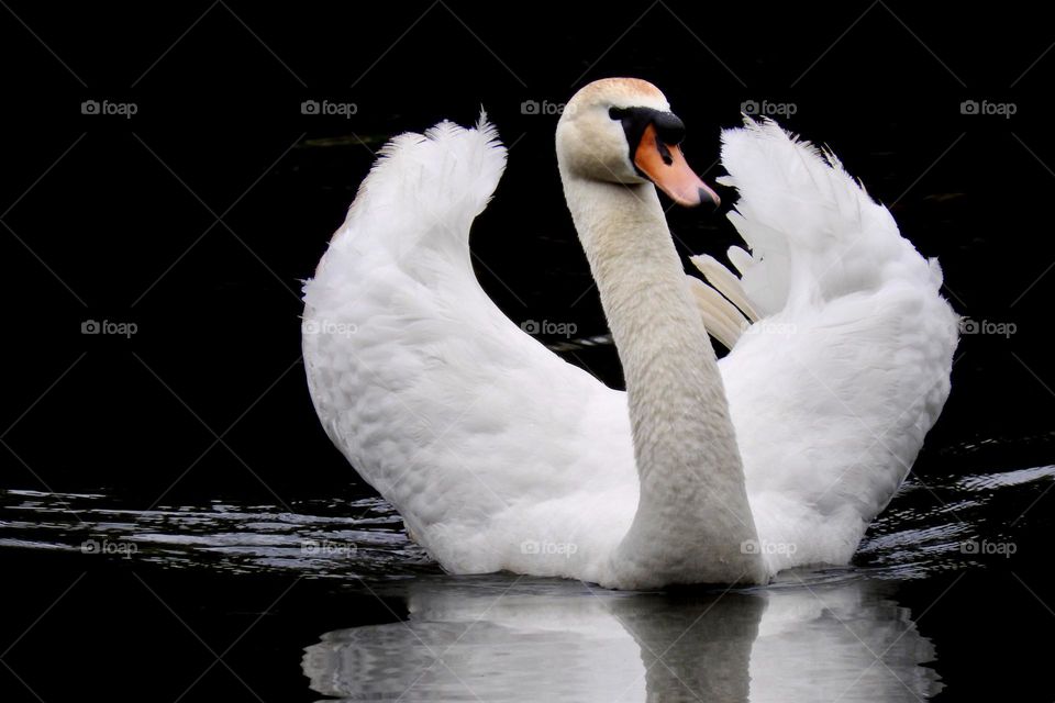 beautiful swan