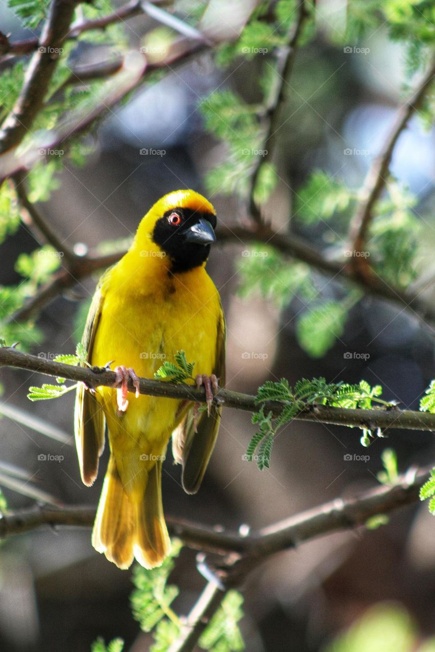 yellow finch