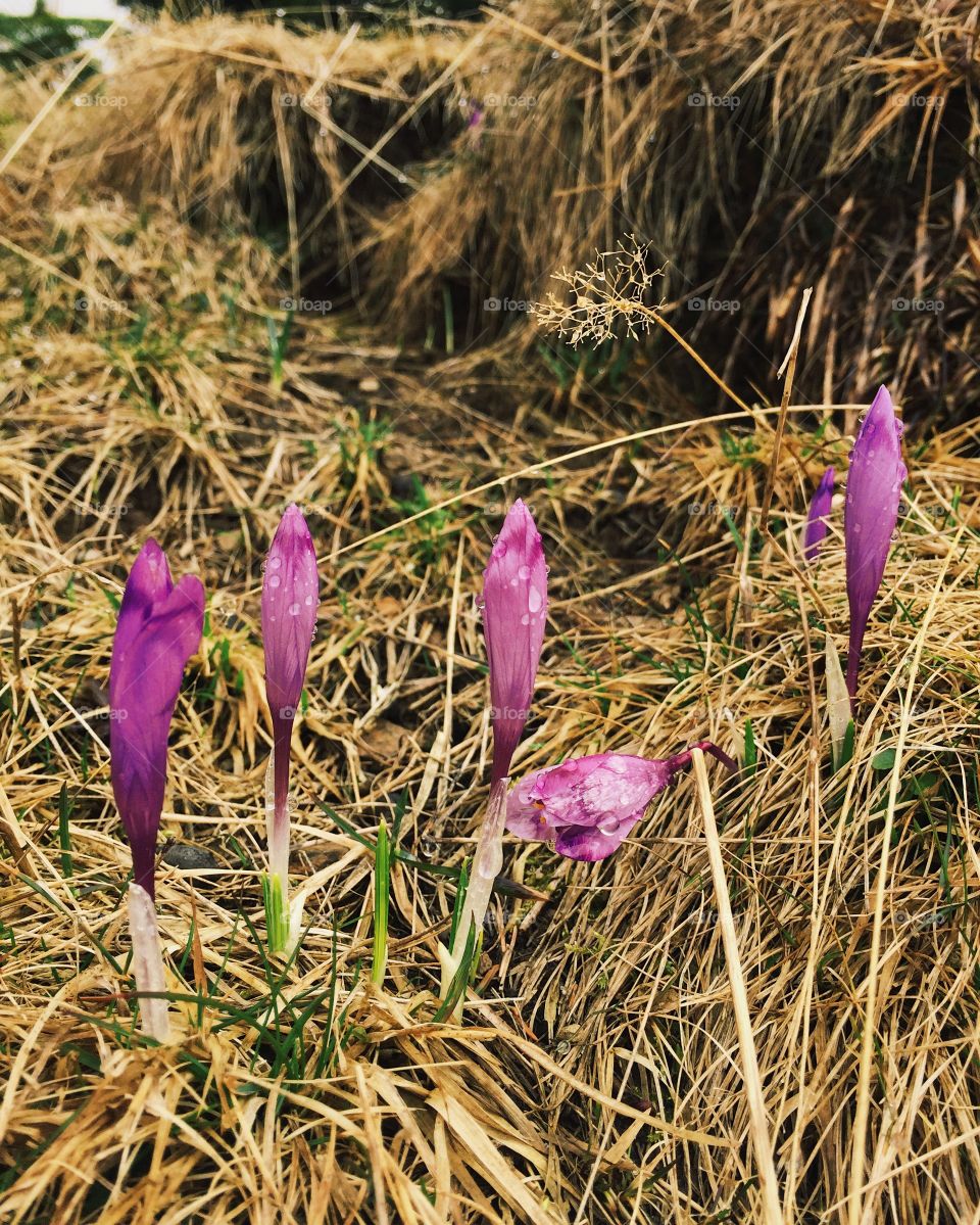 Pink field