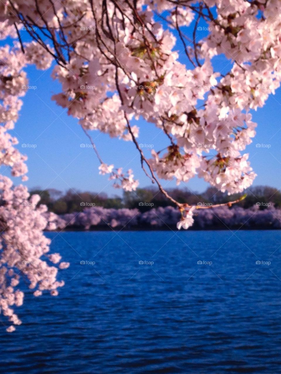 Cherry blossoms 2014 5