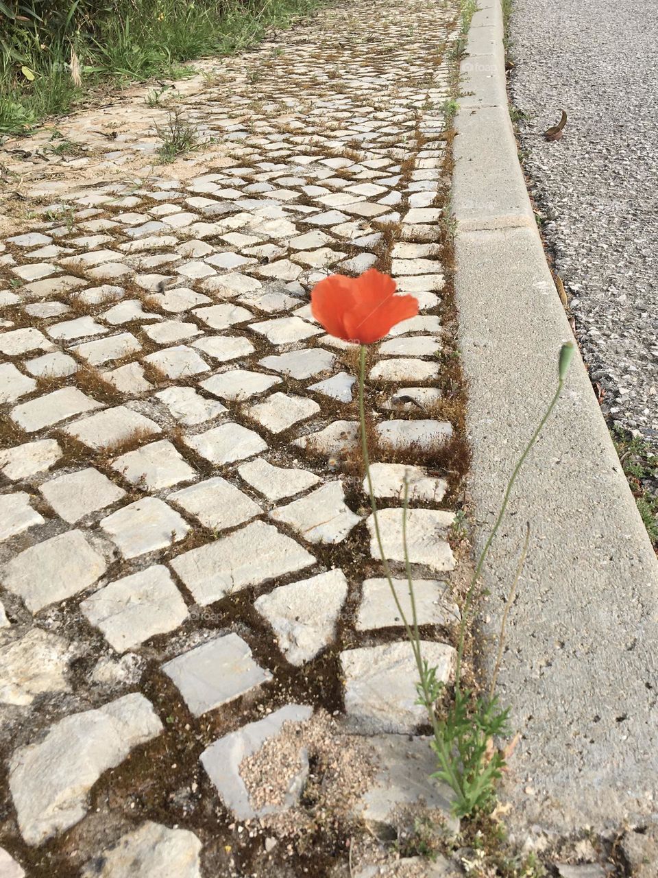 Lonely poppy growing on stones pavement 