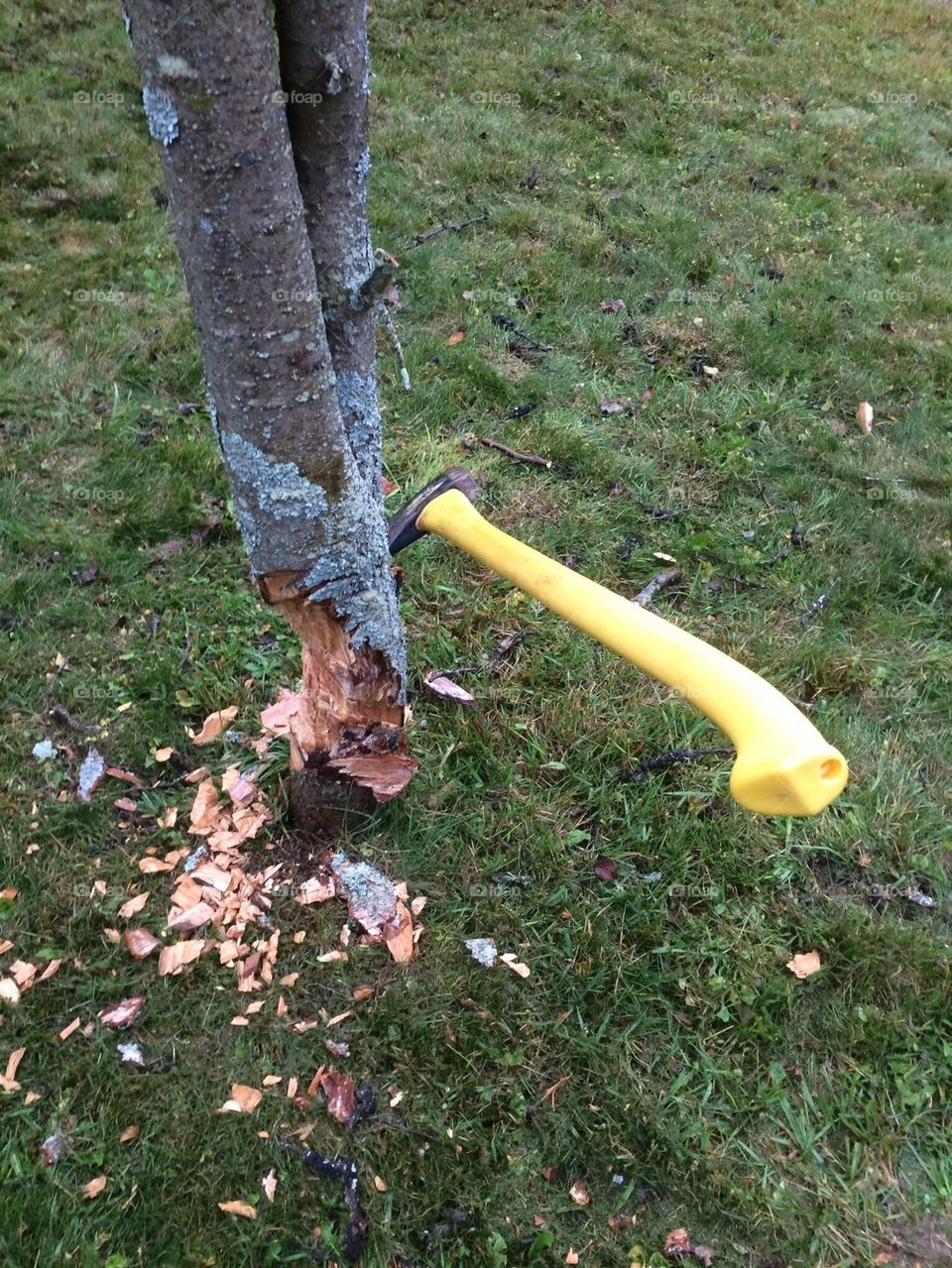 Chopping down a tree