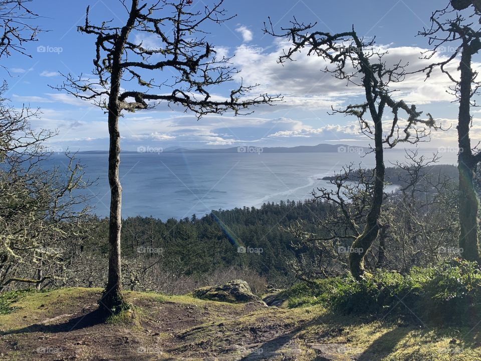 View of the bay from uphill -trees , woods , ocean covered with a blue sky