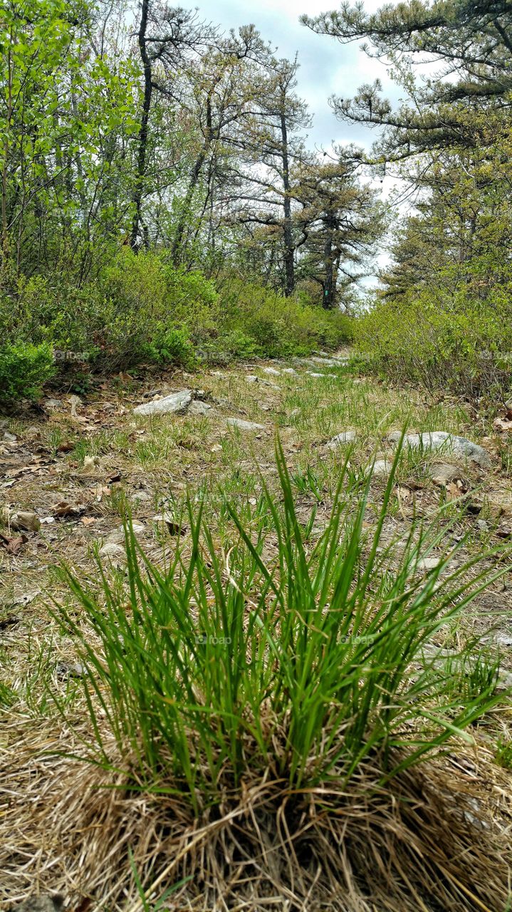 Blades of grass