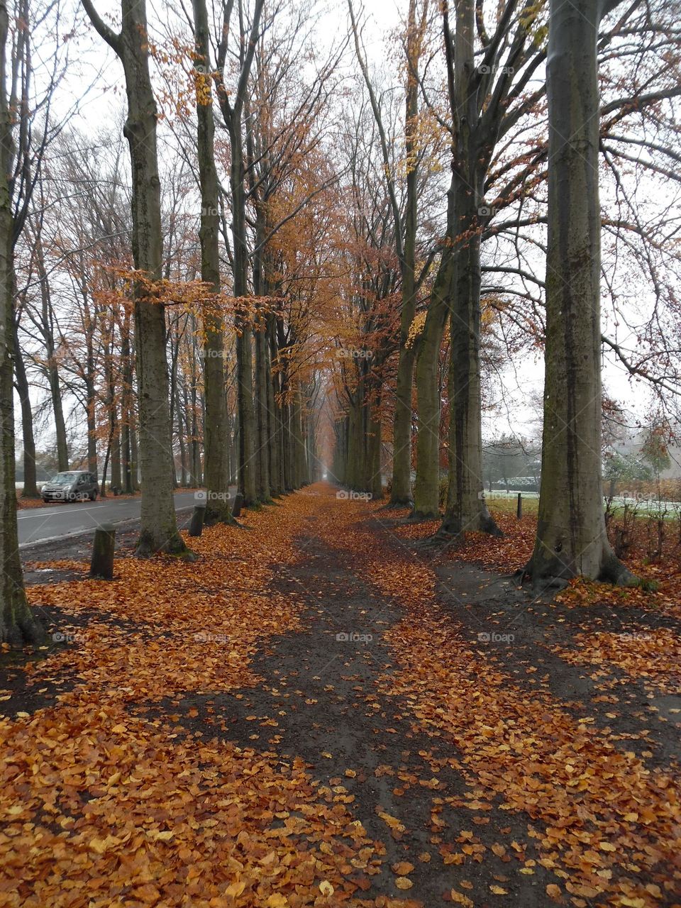 Allée de Mariemont à la Louvière