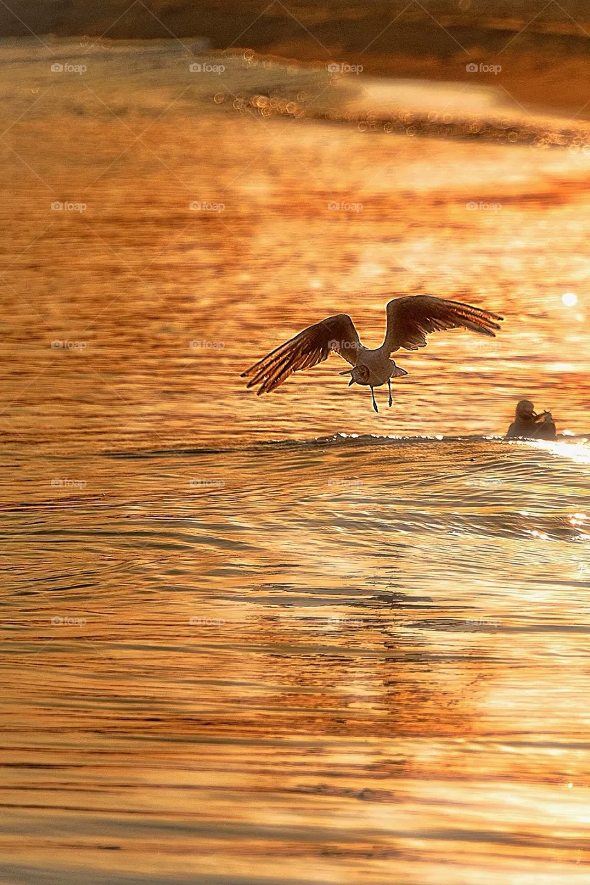 bird