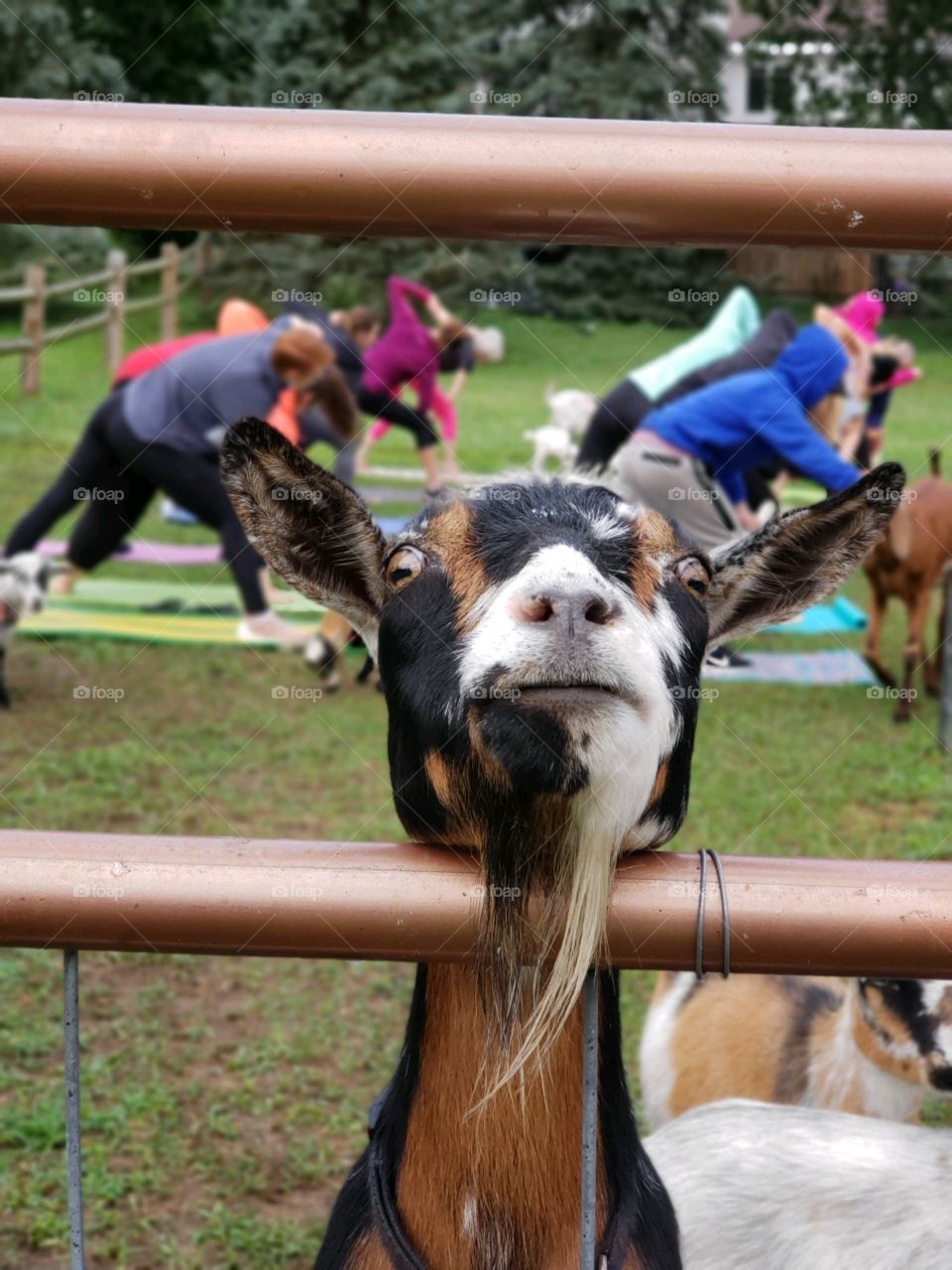 A goat at the gate for goat yoga. 