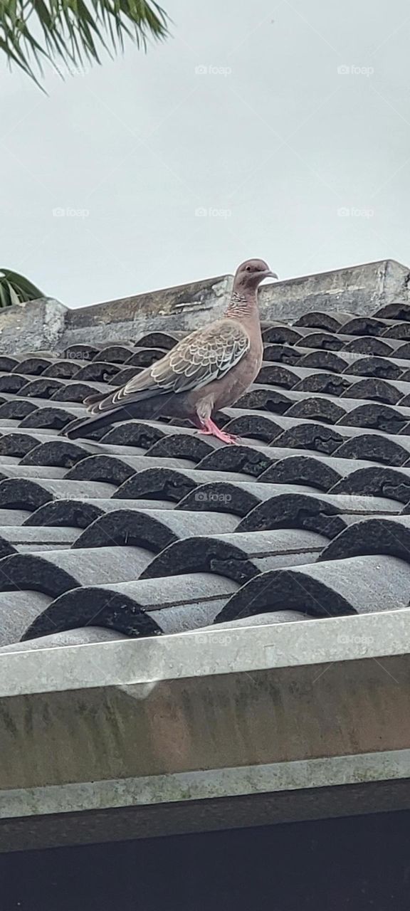 Pigeon