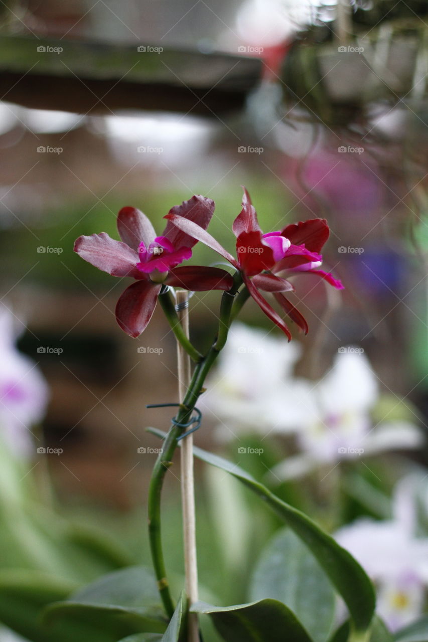 portrait of a plant